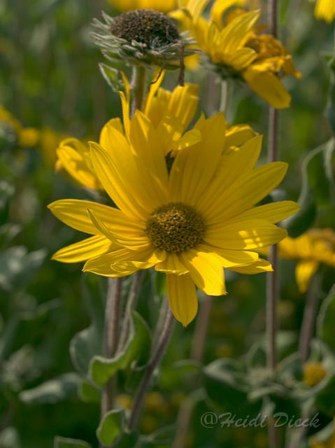 Aster linosyris2.jpg - Aster linosyris